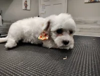 Sir Wiggles, a male Maltipoo for sale in Orlando, FL – 3 of 3