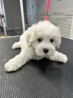 Biscuit, a male Maltese for sale in Altamonte Springs, FL – 2 of 2