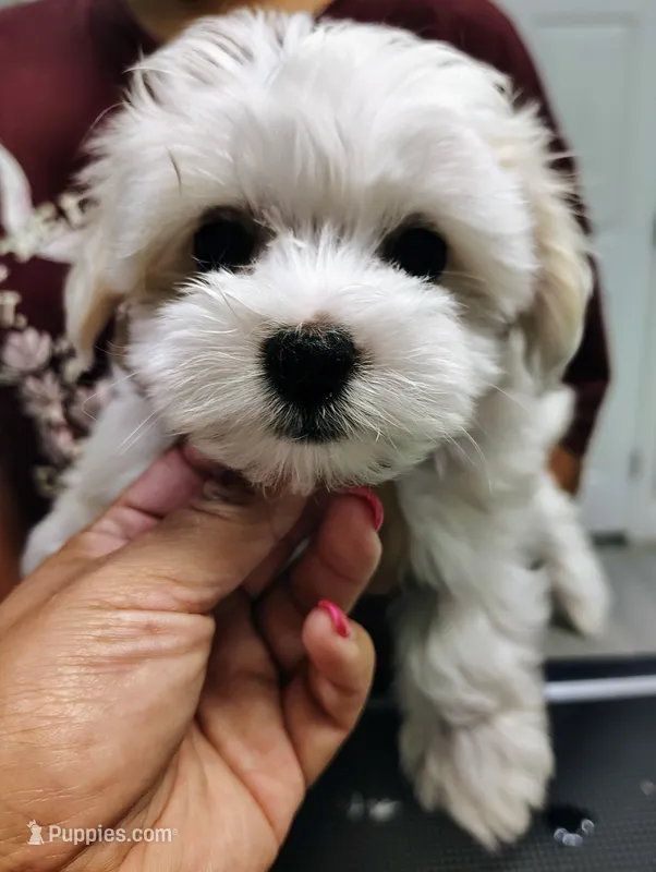 Pink – Maltipoo puppy on hold in Altamonte Springs, FL