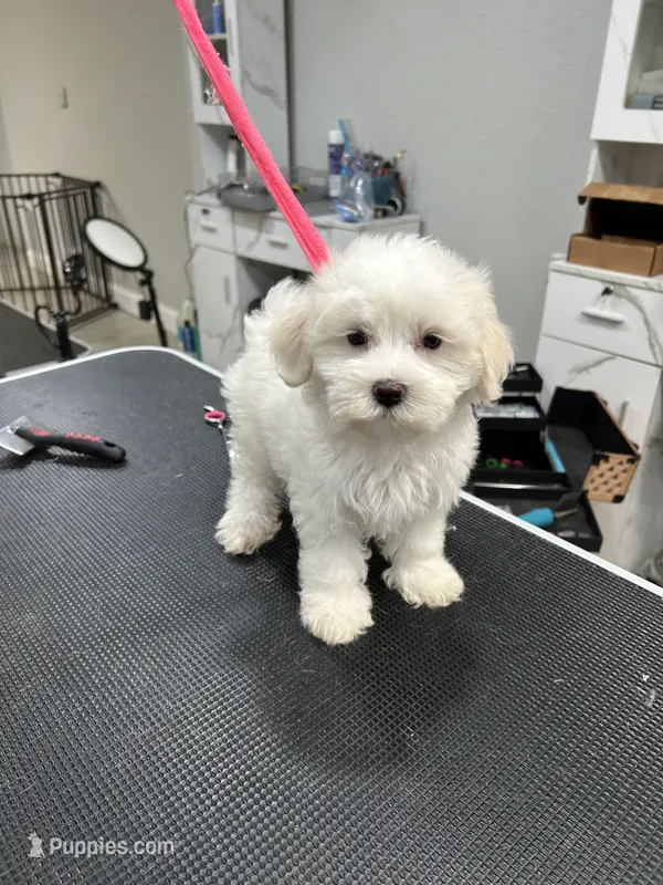 Daisy – Maltese puppy for sale in Altamonte Springs, FL