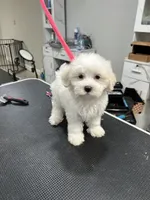 Daisy, a female Maltese for sale in Altamonte Springs, FL – 1 of 3