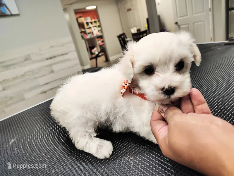 Finn – Maltese puppy for sale in Orlando, FL