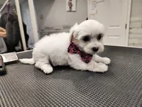 Lulu, a female Maltese for sale in Orlando, FL – 3 of 5