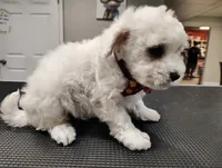 Tater Tot, a male Maltipoo for sale in Orlando, FL – 4 of 5