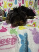 Tags Tucker, a male Yorkshire Terrier for sale in West Unity, OH – 8 of 8