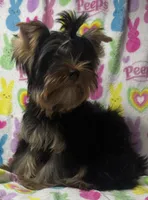 Tags Tucker, a male Yorkshire Terrier for sale in West Unity, OH – 2 of 8