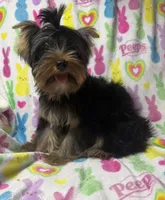 Tags Tucker, a male Yorkshire Terrier for sale in West Unity, OH – 6 of 8