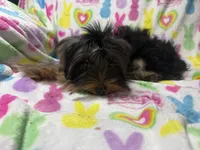 Tags Tucker, a male Yorkshire Terrier for sale in West Unity, OH – 7 of 8