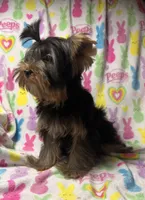 Tags Tucker, a male Yorkshire Terrier for sale in West Unity, OH – 3 of 8
