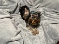 Tag, a male Yorkshire Terrier for sale in West Unity, OH – 5 of 5