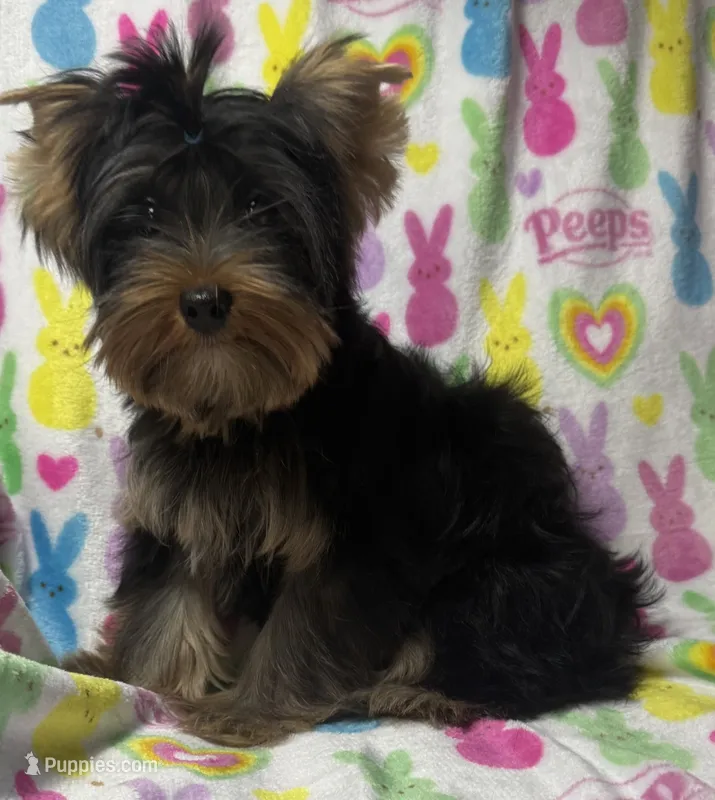 Tags Tucker – Yorkshire Terrier puppy for sale in West Unity, OH