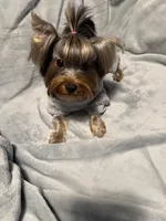 Tag, a male Yorkshire Terrier for sale in West Unity, OH – 3 of 5