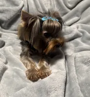 Tag, a male Yorkshire Terrier for sale in West Unity, OH – 2 of 5