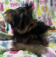 Tags Tucker, a male Yorkshire Terrier for sale in West Unity, OH – 5 of 8