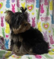 Tags Tucker, a male Yorkshire Terrier for sale in West Unity, OH – 4 of 8