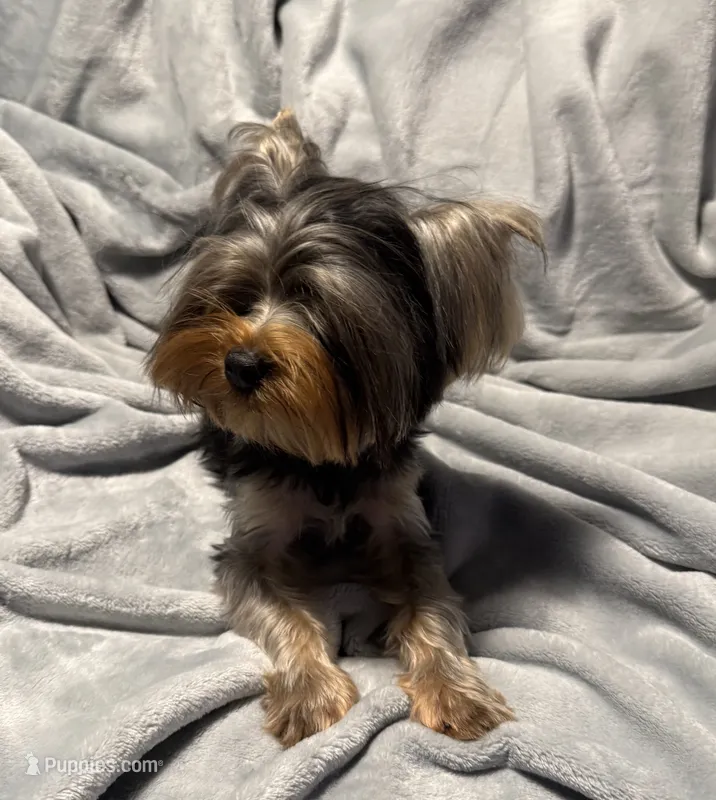 Tag – Yorkshire Terrier puppy for sale in West Unity, OH
