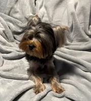 Tag, a male Yorkshire Terrier for sale in West Unity, OH – 1 of 5