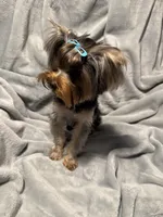 Tag, a male Yorkshire Terrier for sale in West Unity, OH – 4 of 5
