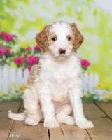 Abby, a female Goldendoodle for sale in North Adams, MI – Photo 2 of 5