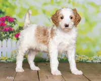 Abby, a female Goldendoodle for sale in North Adams, MI – Photo 1 of 5