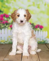 Abby, a female Goldendoodle for sale in North Adams, MI – Photo 3 of 5