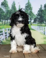 Taylor, a male Cavapoo for sale in North Adams, MI – 3 of 5