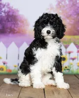 Lucy, a female Cavapoo for sale in North Adams, MI – 2 of 5