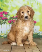 Michael, a male Goldendoodle for sale in North Adams, MI – 3 of 5