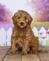 Ella, a female Miniature Goldendoodle for sale in North Adams, MI – 3 of 5
