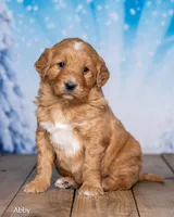 Abby, a female Goldendoodle for sale in North Adams, MI – Photo 3 of 5