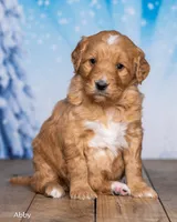 Abby, a female Goldendoodle for sale in North Adams, MI – Photo 2 of 5