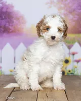 Daisy, a female Miniature Goldendoodle for sale in North Adams, MI – 2 of 5