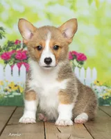 Annie, a female Pembroke Welsh Corgi for sale in North Adams, MI – 3 of 5