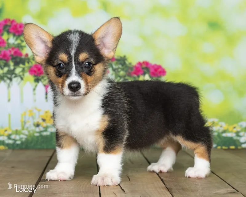 Lacey – Pembroke Welsh Corgi puppy for sale in North Adams, MI