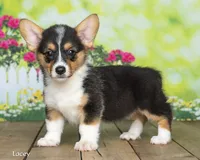Lacey, a female Pembroke Welsh Corgi for sale in North Adams, MI – 1 of 5