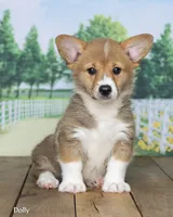 Dolly, a female Pembroke Welsh Corgi for sale in North Adams, MI – 2 of 5
