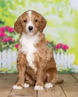 Teddy, a male Goldendoodle for sale in North Adams, MI – Photo 3 of 5