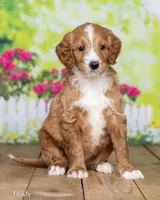 Teddy, a male Goldendoodle for sale in North Adams, MI – Photo 2 of 5