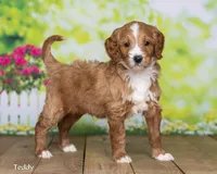 Teddy, a male Goldendoodle for sale in North Adams, MI – Photo 1 of 5