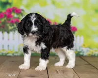 Tayor, a male Cavapoo for sale in North Adams, MI – Photo 1 of 5