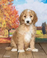 Tanner, a male Goldendoodle for sale in North Adams, MI – 2 of 5