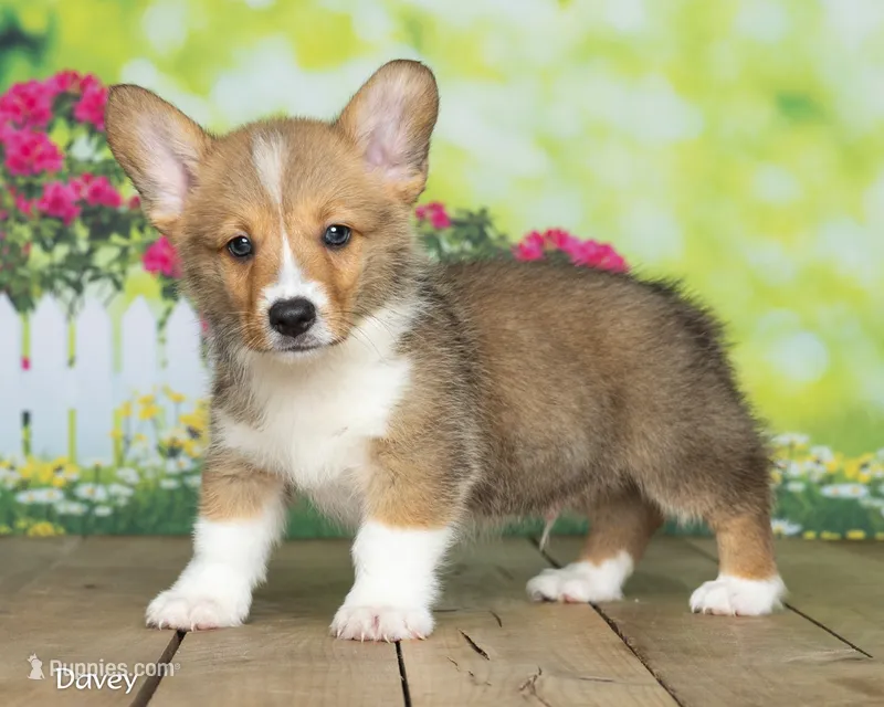 Davie – Pembroke Welsh Corgi puppy for sale in North Adams, MI