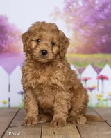 Rosie, a female Miniature Goldendoodle for sale in North Adams, MI – 3 of 5