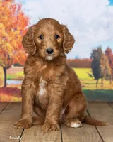 Teddy, a male Goldendoodle for sale in North Adams, MI – 3 of 5