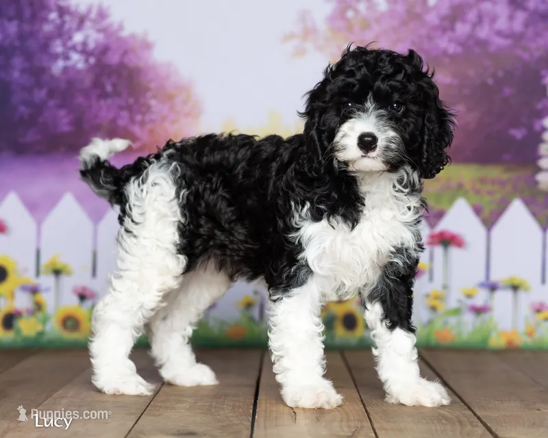 Lucy – Cavapoo puppy for sale in North Adams, MI