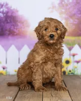 Ella, a female Miniature Goldendoodle for sale in North Adams, MI – 2 of 5