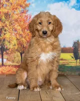 Penny, a female Goldendoodle for sale in North Adams, MI – 2 of 5