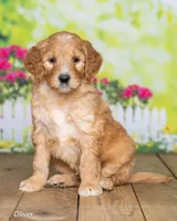 Oliver, a male Goldendoodle for sale in North Adams, MI – Photo 3 of 5