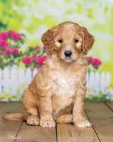 Oliver, a male Goldendoodle for sale in North Adams, MI – Photo 2 of 5