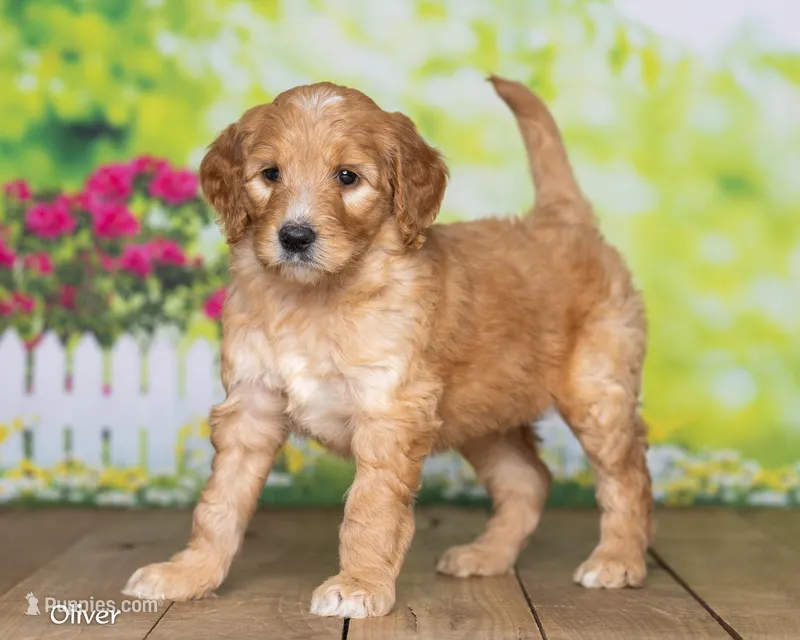 Oliver – Goldendoodle puppy for sale in North Adams, MI